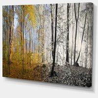Morning Forest Panorama Canvas Art Print