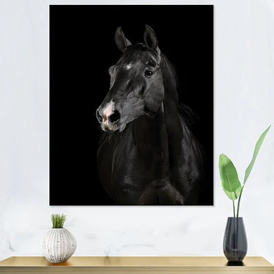 Black Horse darkness  Canvas