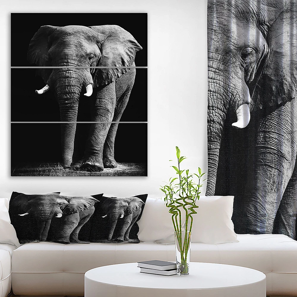African Elephant in Black Background  Canvas Wall Art