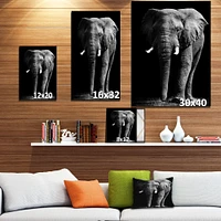 African Elephant Black Background  Wall Art