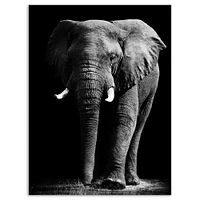 African Elephant Black Background  Wall Art