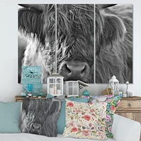 Toile imprimée « Scottish Highland Cows Living on Moorland »