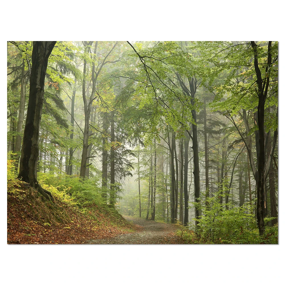 Green Beach Forest Pathway Wall Art