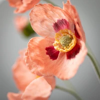 Poppy Stem 6x5x25
