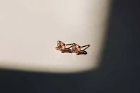 Earrings with .01 Carat TW of Diamonds and Cushion Morganite in 10kt Rose Gold