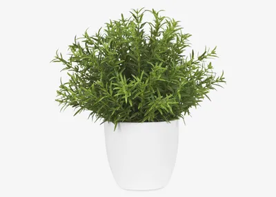 Leesa Rosemary Potted