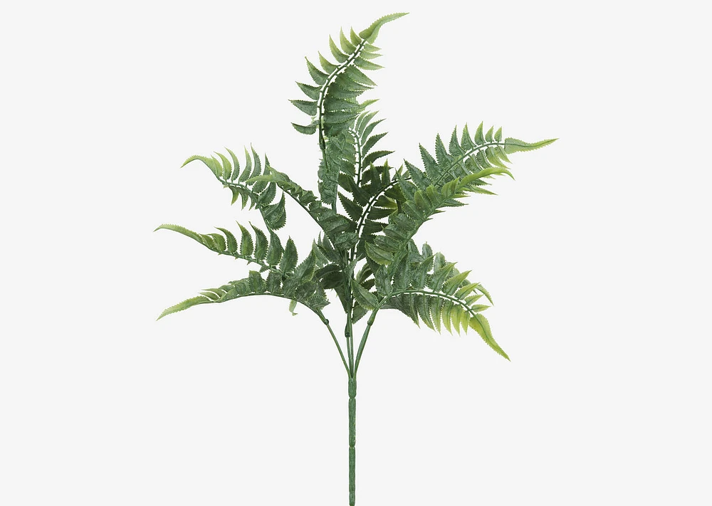 Australia Fern Branch
