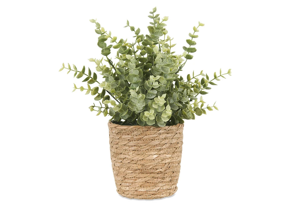 Suri Eucalyptus Plant Potted