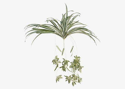Sidra Spider Plant Branch